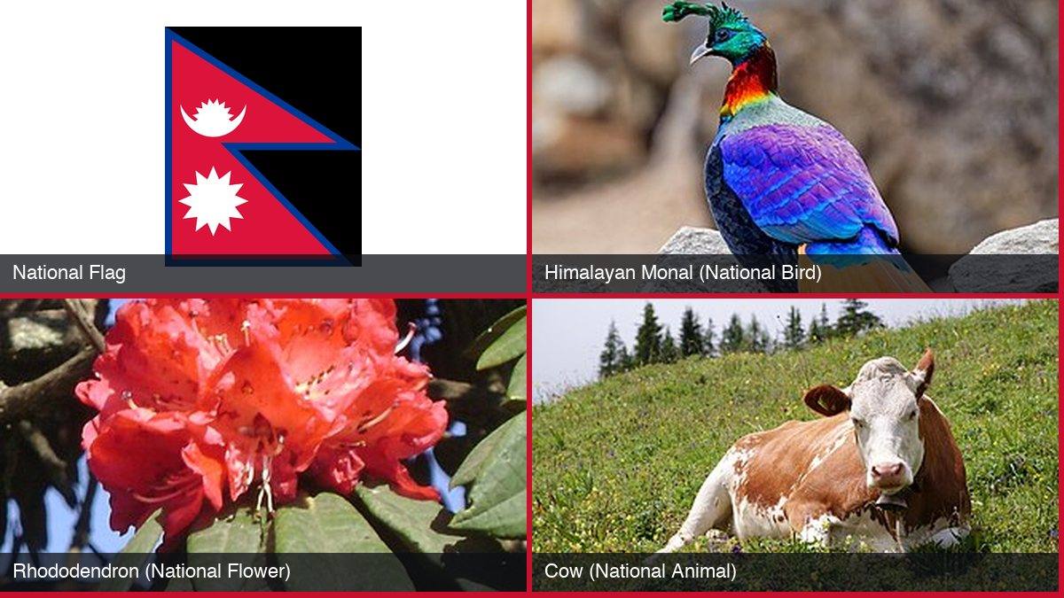 Photos of Nepal's national flag, Himalayan monal, rhododendron and cow